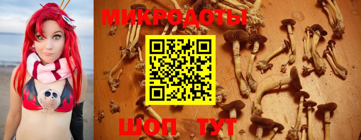 Псилоцибиновые грибы мицелий Новоалтайск